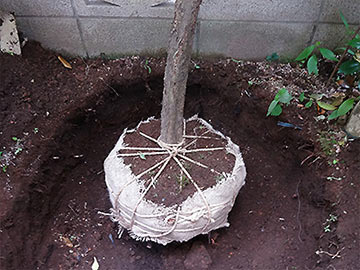 植木 庭木の植栽 移植 東京都の植木屋なら 満足度98 植木屋瀬之口