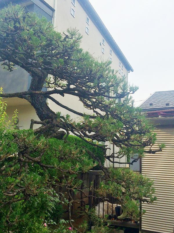 施工後：武蔵野市吉祥寺／松の木のお手入れ